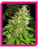 super silver cheese